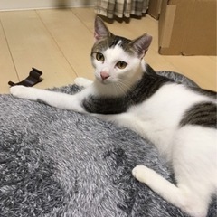 エース君、里親募集