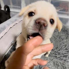 ◉受付終了◉琥珀くん✴︎２ヶ月✴︎男の子