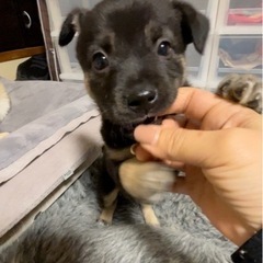 ◉受付終了◉珊瑚くん✴︎２ヶ月✴︎男の子