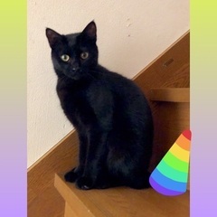 黒猫ファンの皆様💕ハニー🍯ちゃん7ヶ月