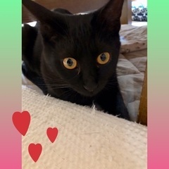 黒猫小町🌟姫ちゃん♀8ヶ月