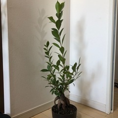 観葉植物　ガジュマロ