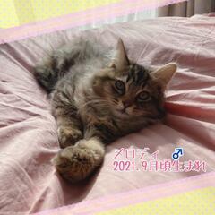 ふわっふわなまん丸っ仔たちとお幸せに♡
