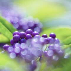 写真教室の生徒募集