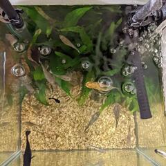 熱帯魚 グッピーとブラックモーリーの画像