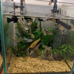熱帯魚 グッピーとブラックモーリーの画像