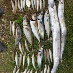 千葉　遠投投げ釣り、ボート釣り - 千葉市