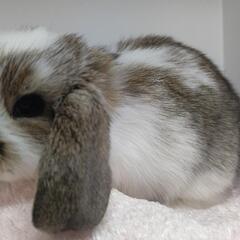 🐰ホーランドロップ　ブロークンチェスナット − 岐阜県