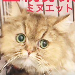 ●ミヌエット●成ネコちゃん　本文をよくご覧下さいませ。 アゴはネ...