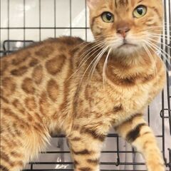 ベンガル成猫ちゃん里親募集　（本文をよくご覧になってくださいませ...