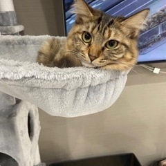 可愛い麦わら猫　