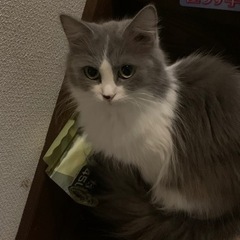 グレーハチワレマンチカン女の子3歳