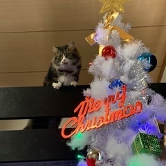 ノルウェー風な大型猫ちゃん