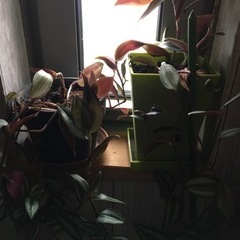 観葉植物　鉢植え