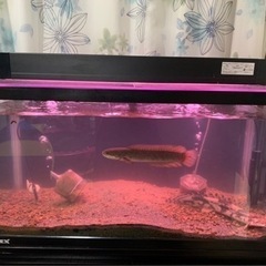 水槽　９０cm の画像
