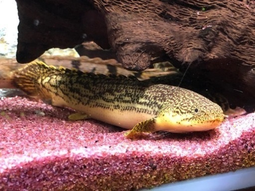 ポリプテルス　ブティコフェリー