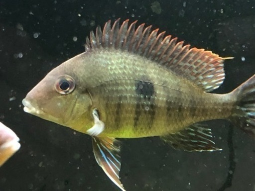 ゲオファーガス　2種