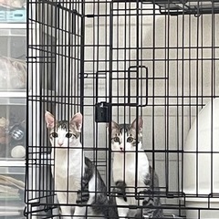 中学生が保護した兄弟猫①