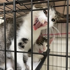 中学生が保護した兄弟猫⓶