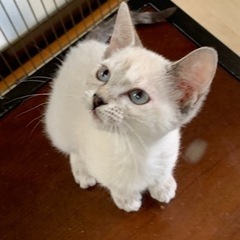 シャム風ちゃん