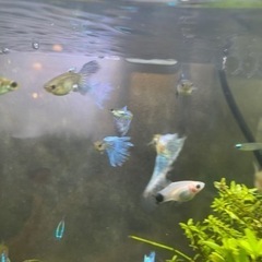 【熱帯魚】ブルーグラスグッピーの画像