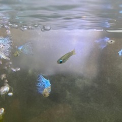【熱帯魚】ブルーグラスグッピーの画像