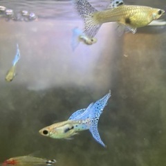 【熱帯魚】ブルーグラスグッピーの画像