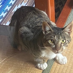 トライアル決定☆ぽっちゃり、甘えん坊の「にゃお太」です