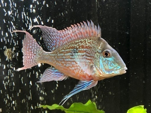 ゲオファーガス3種4匹