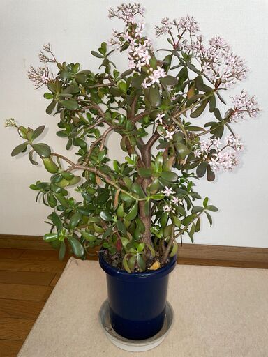 値下げ! ?薄いピンクの花が咲いた｢金のなる木｣