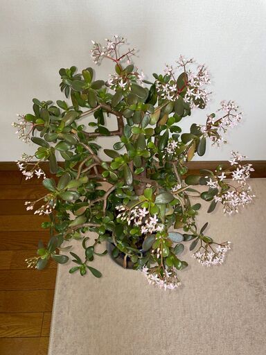 値下げ! ?薄いピンクの花が咲いた｢金のなる木｣