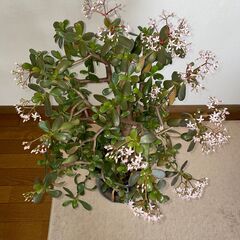 値下げ! 🌟薄いピンクの花が咲いた｢金のなる木｣の画像