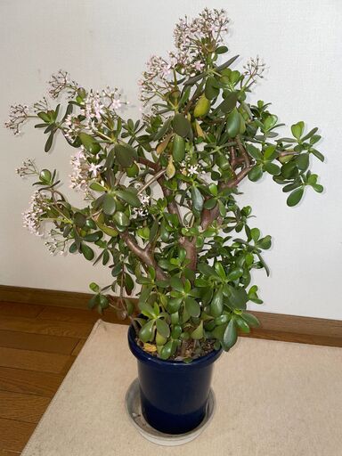 値下げ! ?薄いピンクの花が咲いた｢金のなる木｣