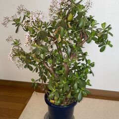 値下げ! 🌟薄いピンクの花が咲いた｢金のなる木｣の画像