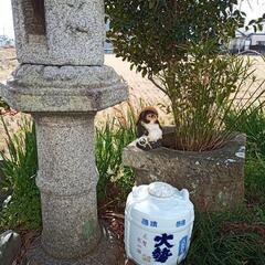 【骨董】酒樽①　陶器製　昭和レトロ