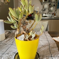 観葉植物(ツキトジ)の画像