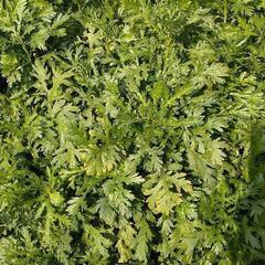 無農薬で育った新鮮野菜の画像