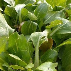 無農薬で育った新鮮野菜の画像
