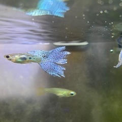 【熱帯魚】ブルーグラスグッピーの画像