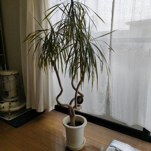 観葉植物　ドラセナコンシンネ