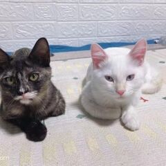 2匹一緒に...(猫種不明です)