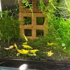 イエローチェリーシュリンプ(エビ)の画像