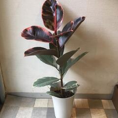 コムの木　フィカス・ベリーズの画像