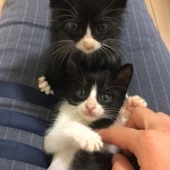 可愛い　ハチワレ　2兄弟　里親募集します