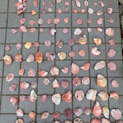 貝殻の画像