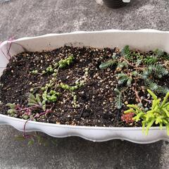 【1/23まで】観葉植物・多肉植物と鉢
