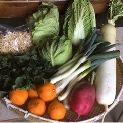 1/16朝どれ野菜セット