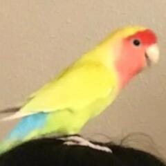 コザクラインコが迷子になってしまいました。