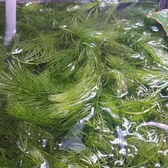 水草　いかがでしょうか？の画像