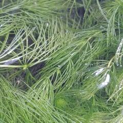 水草　いかがでしょうか？